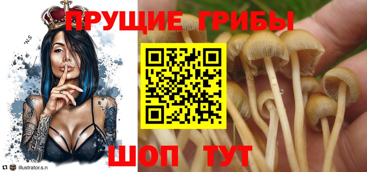 Псилоцибиновые грибы GOLDEN TEACHER Кушва